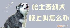 哈士奇幼犬晚上叫怎么办，哈士奇幼犬晚上叫怎么办啊