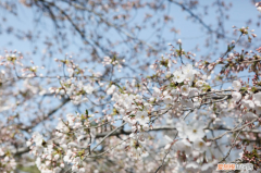 广安最全赏花路线，广安适合养什么花，市花和市树是什么？