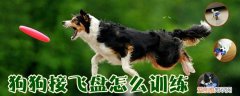 如何训练狗玩飞盘，如何训练狗玩飞盘游戏