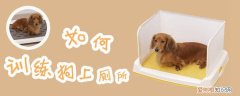 如何训练狗狗如厕，狗狗如厕训练秘籍