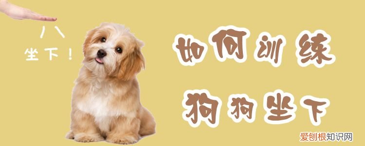 如何训练狗狗坐下，如何训练狗狗坐下的注意事项