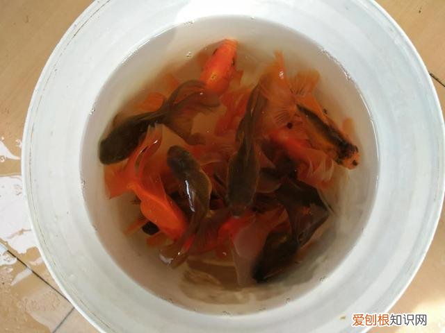 养金鱼怎么养才能养活 ,怎样快速把自来水变成养鱼水?