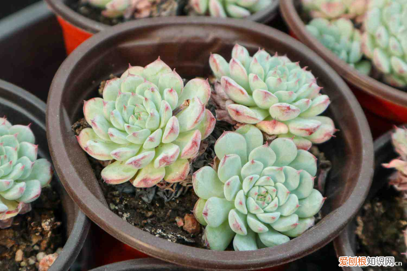 胧月多肉的特点，十大最漂亮的多肉植物？