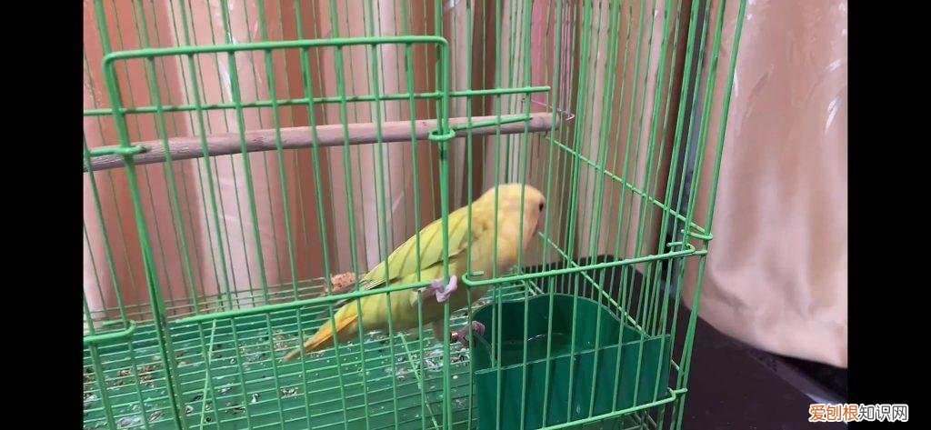 牡丹鹦鹉训练教程 ，牡丹鹦鹉训练步骤？