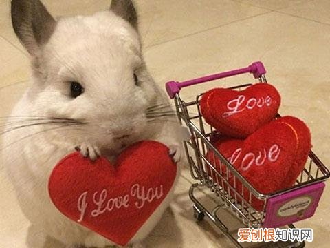 龙猫刚刚买回来极度害怕我怎么办 ，龙猫买回来多久能适应？