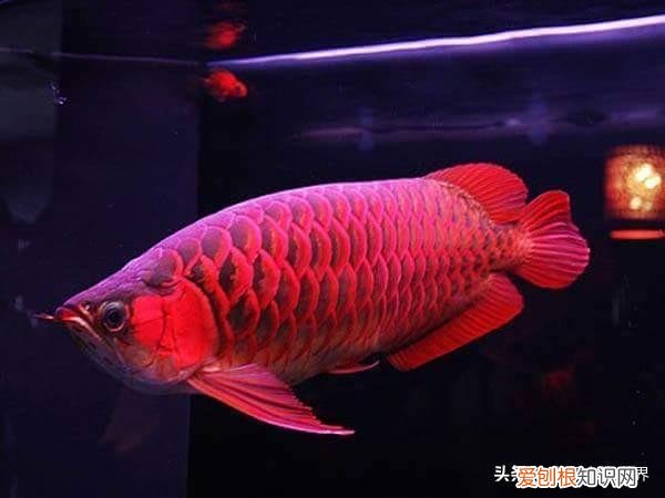 红龙鱼怎么养及喂养技巧 ，红龙鱼应该怎么养？
