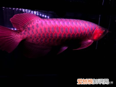 红龙鱼怎么养及喂养技巧 ，红龙鱼应该怎么养？