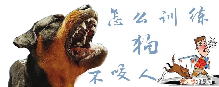 怎么训练狗不咬人,怎么训练狗不咬人视频