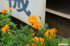 厦门市市花叫什么名字，厦门适合养什么花，市花和市树是什么？