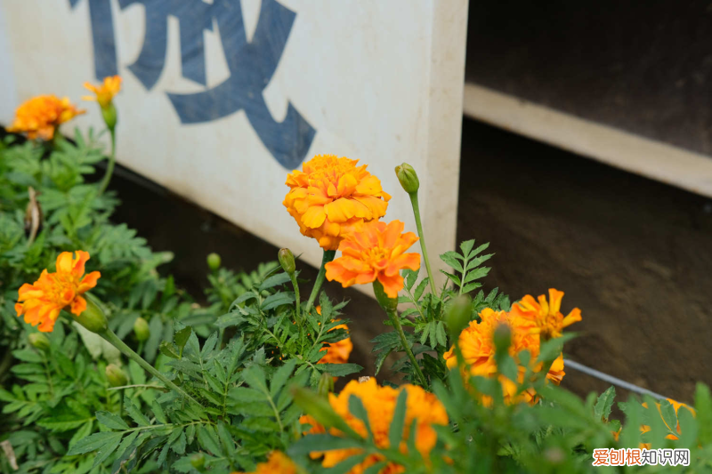 厦门市市花叫什么名字，厦门适合养什么花，市花和市树是什么？