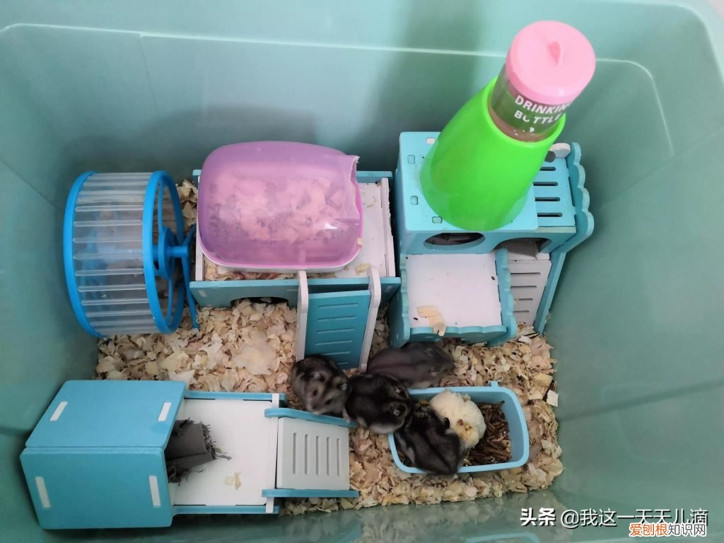 仓鼠主食吃什么谷物 ，仓鼠吃的主食有哪些？