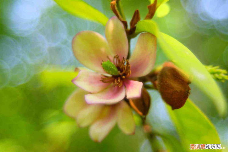 甘孜植物名录大全，甘孜适合养什么花，市花和市树是什么？