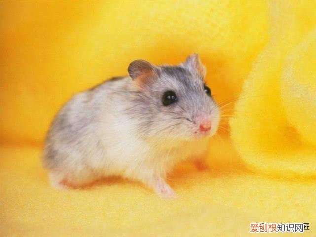 仓鼠怎么喂最健康? ，仓鼠该如何喂食？