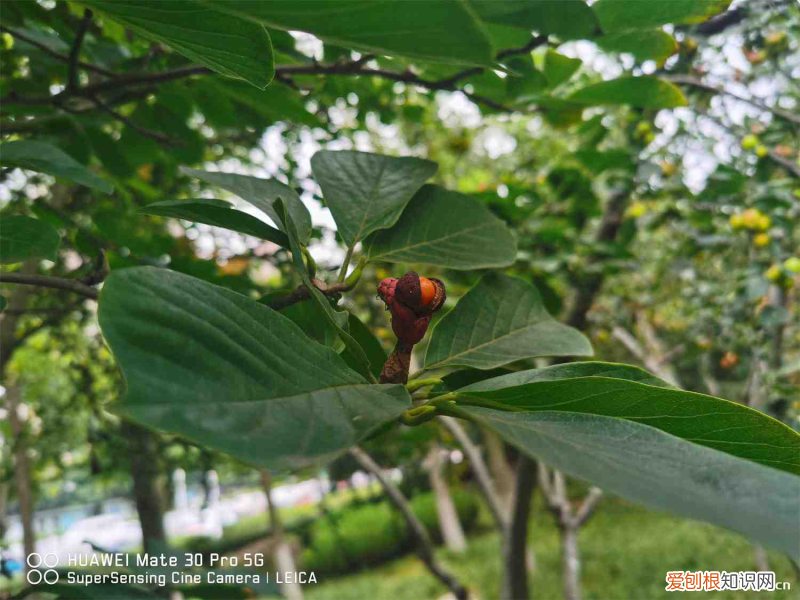 黄山区赏花地点，黄山适合养什么花，市花和市树是什么？