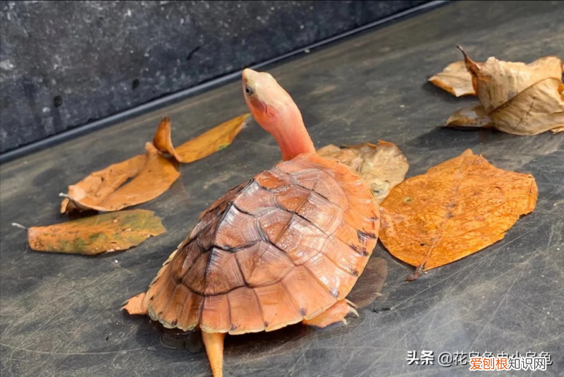 各类乌龟的图片及名称 ，乌龟种类照片？