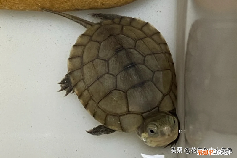 各类乌龟的图片及名称 ，乌龟种类照片？