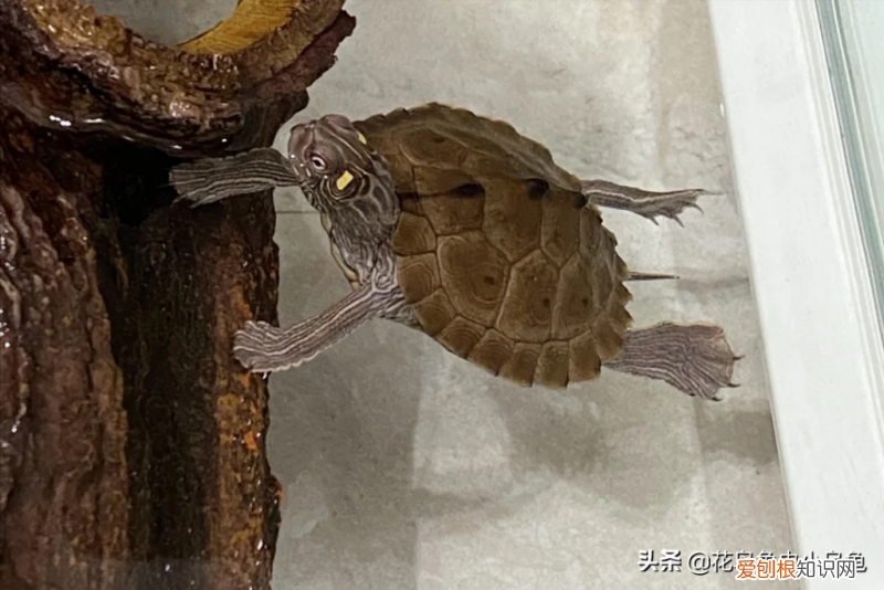 各类乌龟的图片及名称 ，乌龟种类照片？