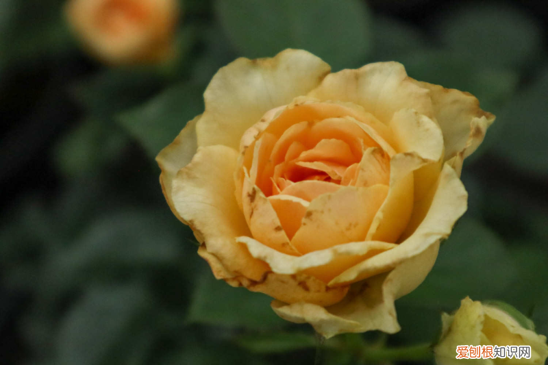 淮北适合养什么花,市花和市树是什么品种的花，淮北适合养什么花，市花和市树是什么？
