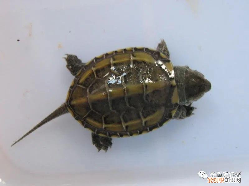 乌龟能吃些什么东西 ，乌龟能吃什么食物?？
