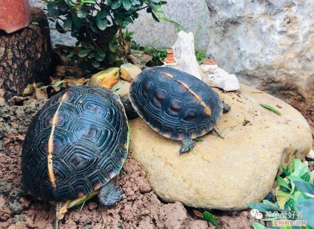 乌龟能吃些什么东西 ，乌龟能吃什么食物?？