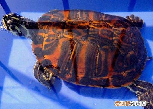 新手适合养哪种乌龟 ，新手养什么龟比较好活得久？