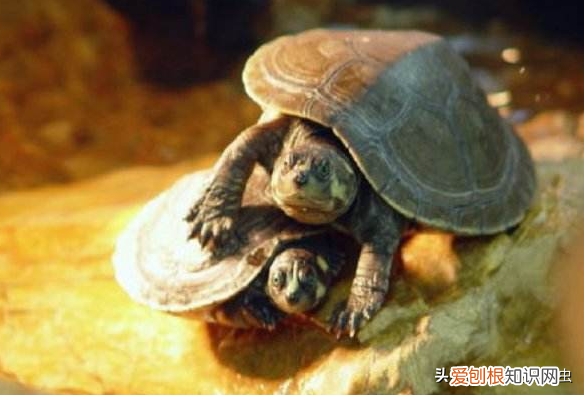 新手适合养哪种乌龟 ，新手养什么龟比较好活得久？