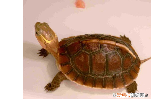 新手适合养哪种乌龟 ，新手养什么龟比较好活得久？