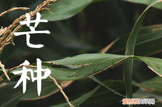 2023年芒种后九天是哪天
