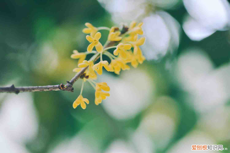 宁德春季赏花周边游地点，宁德适合养什么花，市花和市树是什么？
