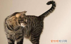 为什么猫咪尾巴轻微抖动不动 ，为什么猫咪尾巴一直抖动？