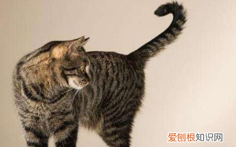 为什么猫咪尾巴轻微抖动不动 ，为什么猫咪尾巴一直抖动？