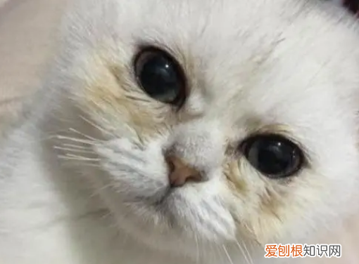 猫咪眼睑是哪里图解 ，猫猫眼睑漏出来怎么回事？