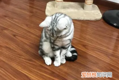 猫为啥蹲着 ，猫蹲坐着一动不动？