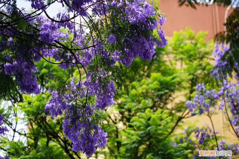 凉山特色花，凉山适合养什么花，市花和市树是什么？