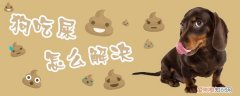 狗吃屎怎么解决，狗吃屎怎么办 什么办法都用了