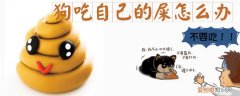 狗吃自己的屎怎么办，狗吃自己的屎怎么办呢