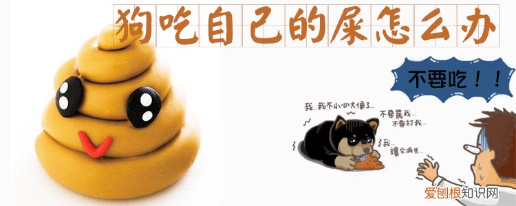 狗吃自己的屎怎么办，狗吃自己的屎怎么办呢