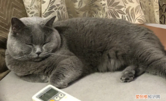 猫咪为什么要睡床上 ，猫为什么爱在床上睡觉？