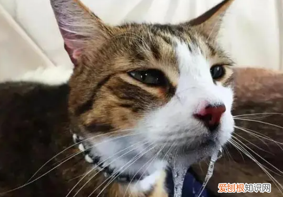 猫咪为什么又呕吐又拉稀呢吃什么药 ，猫咪为什么又吐又拉肚子？