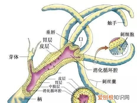珊瑚一共有几种颜色 ，珊瑚颜色分类？