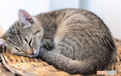 猫咪蜷成一团睡觉是不是冷 ，猫蜷缩睡觉会对脊椎不好吗？