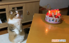 猫为什么喜欢看人做事 ，为什么猫喜欢看着你？