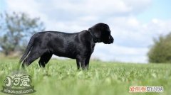 拉布拉多乱吠叫怎么纠正，拉布拉多停止乱吠叫纠正方法，拉布拉多犬乱叫怎么办