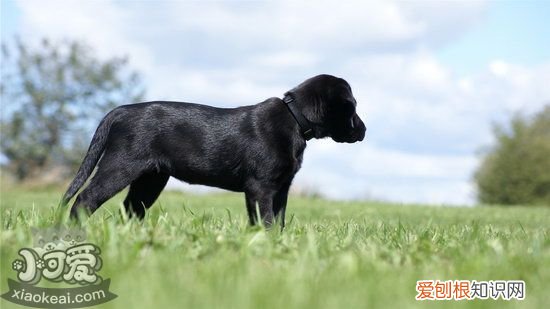 拉布拉多乱吠叫怎么纠正，拉布拉多停止乱吠叫纠正方法，拉布拉多犬乱叫怎么办