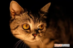 猫为什么总晚上叫 ，猫为什么总在晚上叫？