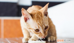 猫咪吃东西很着急怎么办 ，猫吃饭太急怎么办视频？