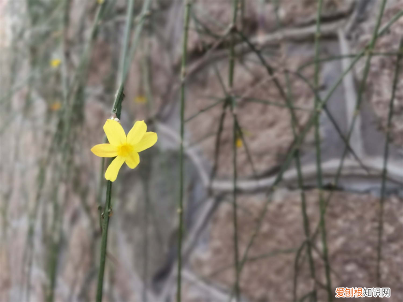 三明种花圃种植地方在哪里，三明适合养什么花，市花和市树是什么？