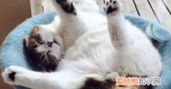 小猫一直抬后腿 ，小猫总抬起一条后腿？