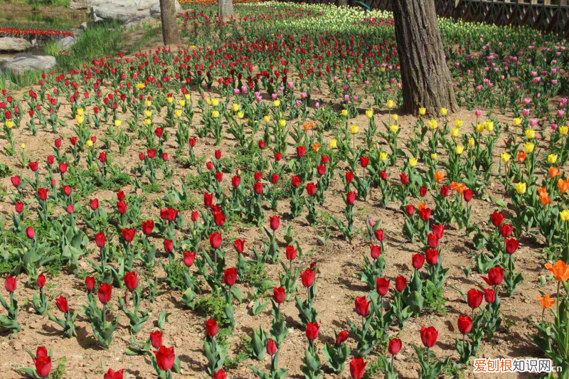 来宾适合养什么花,市花和市树是什么树，来宾适合养什么花，市花和市树是什么？