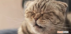 猫为啥老打嗝 ，猫为什么老打嗝怎么回事？